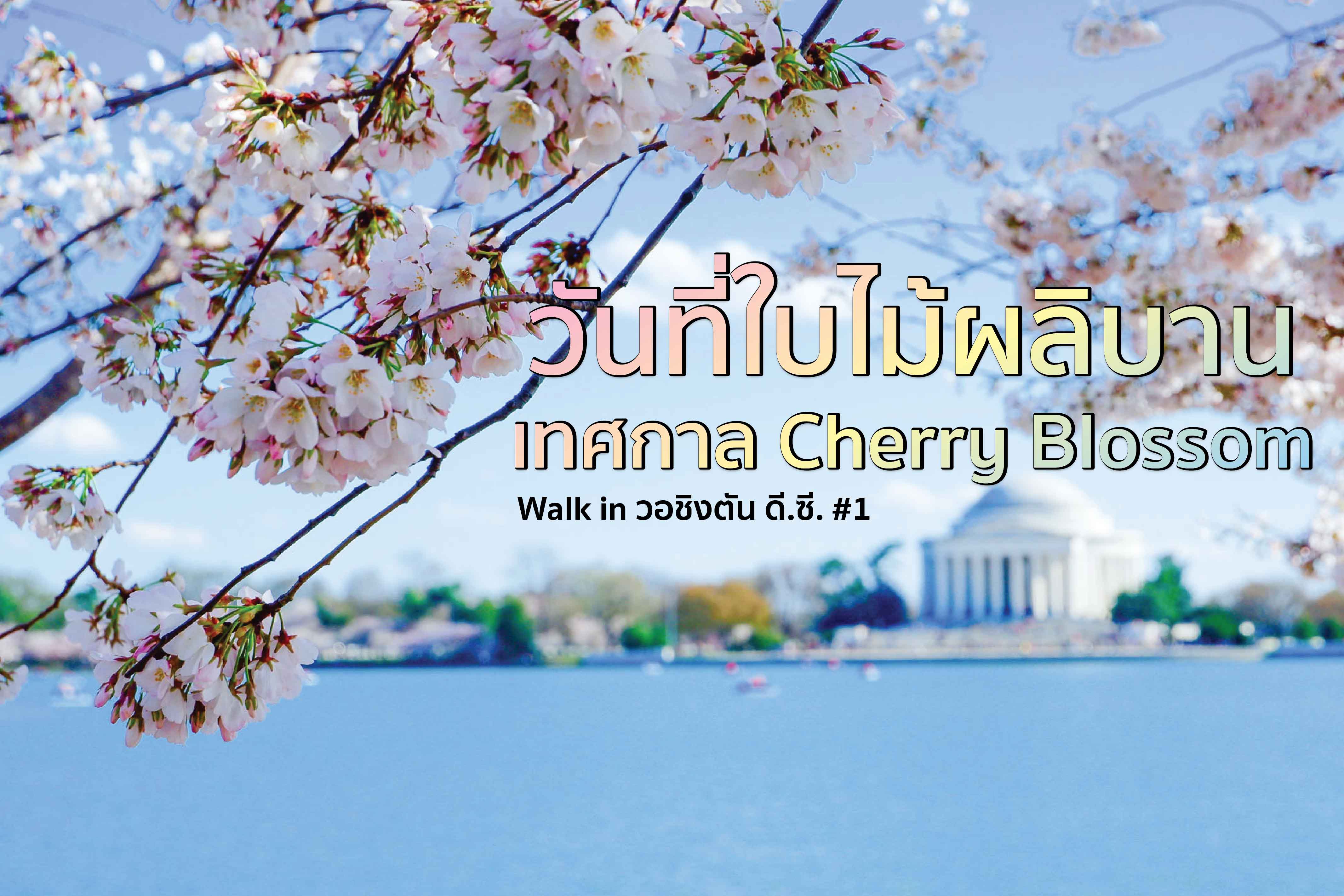 Walk in วอชิงตัน D.C. # 1 วันที่ใบไม้ผลิบานและเทศกาล Cherry Blossom