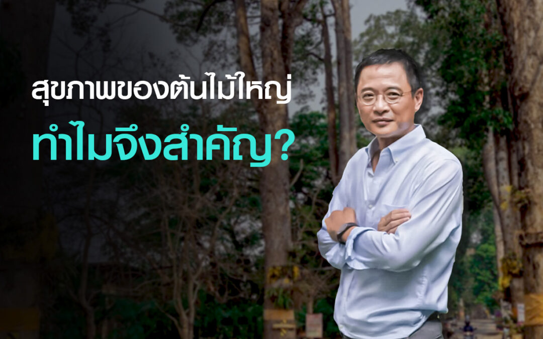 สุขภาพของต้นไม้ใหญ่ ทำไมจึงสำคัญ?